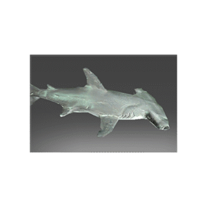 Autographed Recluse Reef Denizen